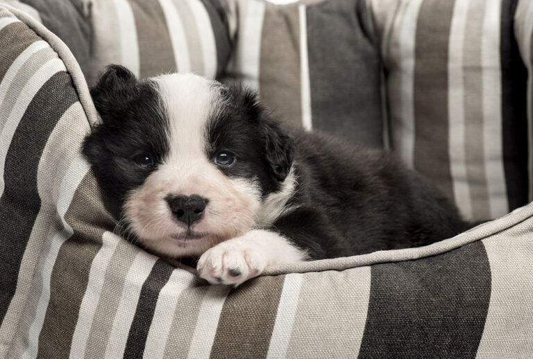 How to Get Border Collie Puppy to Sleep