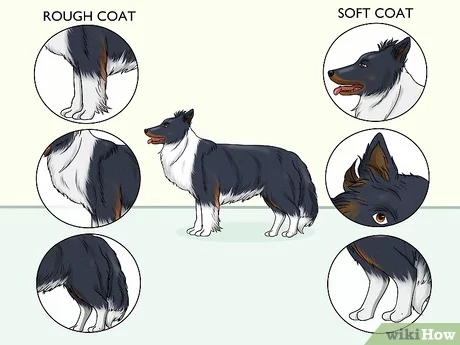 How to Identify Border Collie Puppy