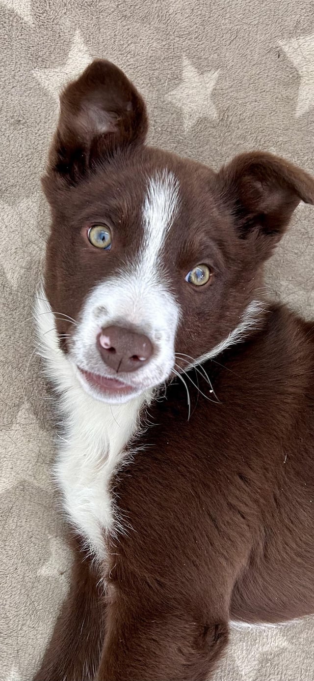 How to Settle a Border Collie Puppy