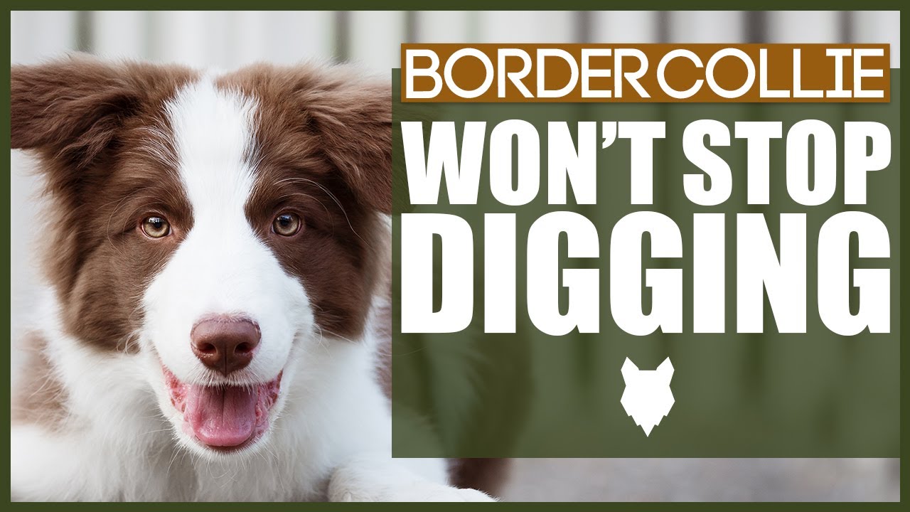 How to Stop Border Collie Puppies Digging Holes