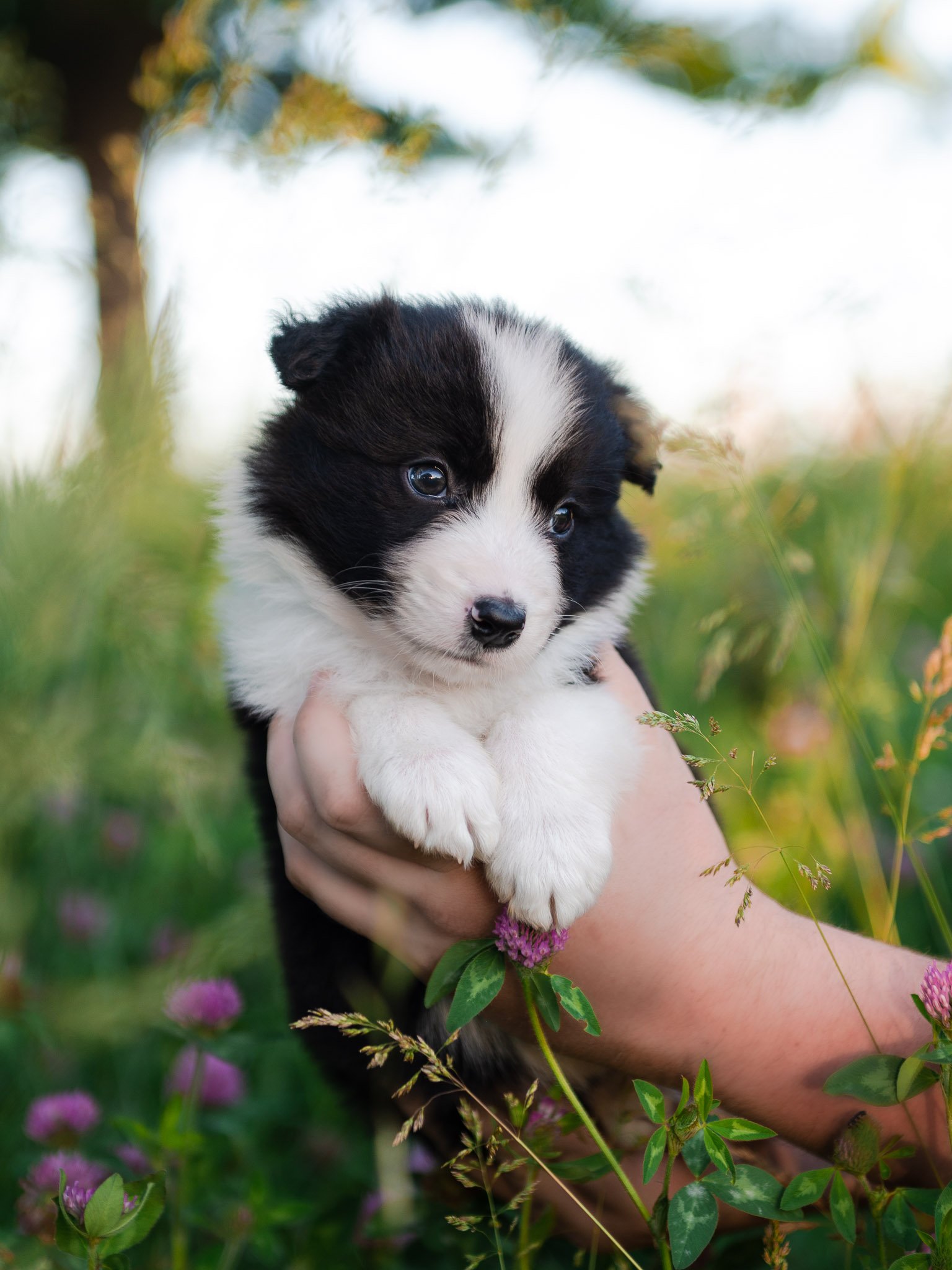 Prices for Border Collie Puppies