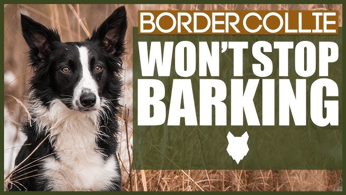 Stop Border Collie Puppy Barking