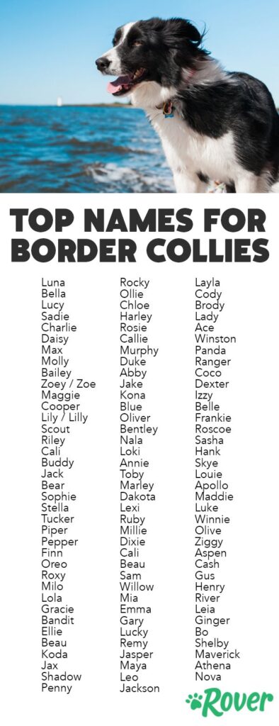 Unique Names for Border Collies