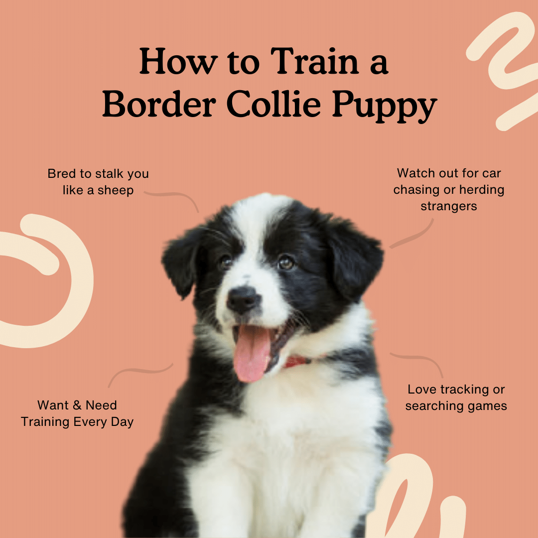 What Do You Need for a Border Collie Puppy