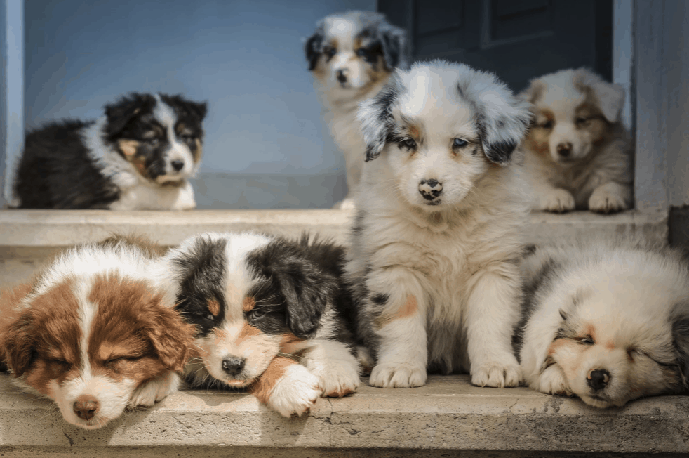 What Does a Border Collie Puppy Look Like