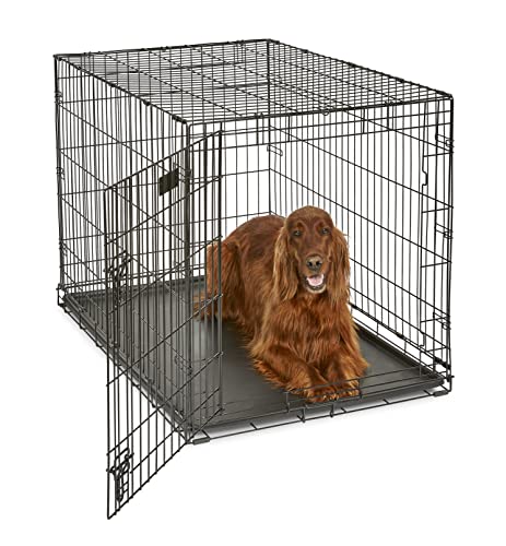 What Size Dog Crate for Border Collie