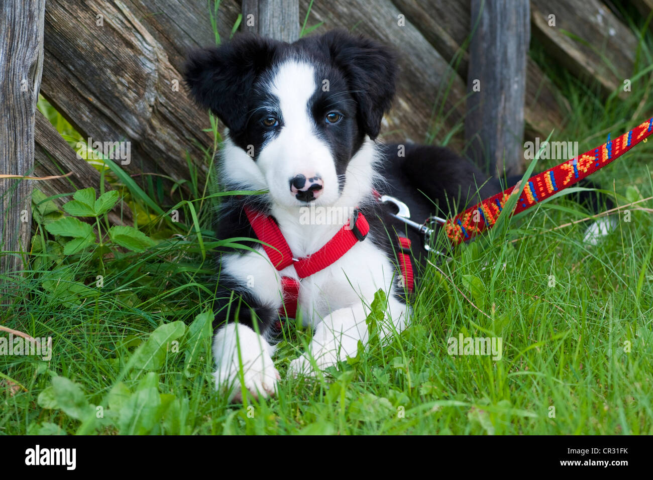 What Size Harness for Border Collie Puppy