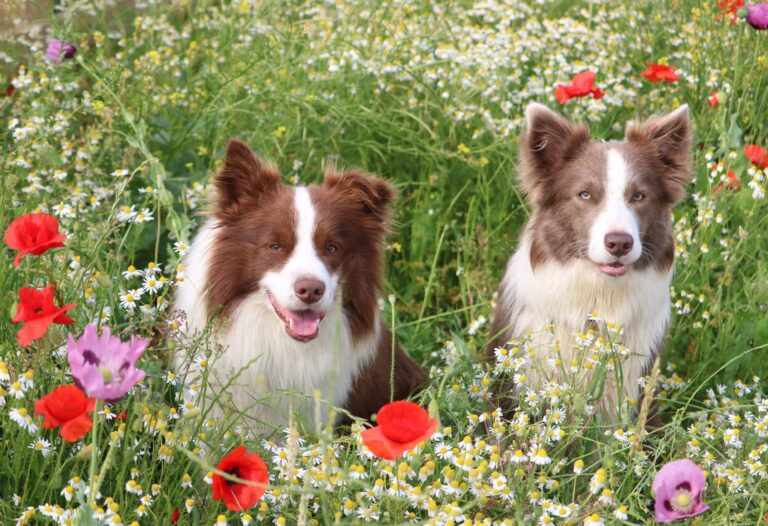 What to Look for When Buying a Border Collie Puppy