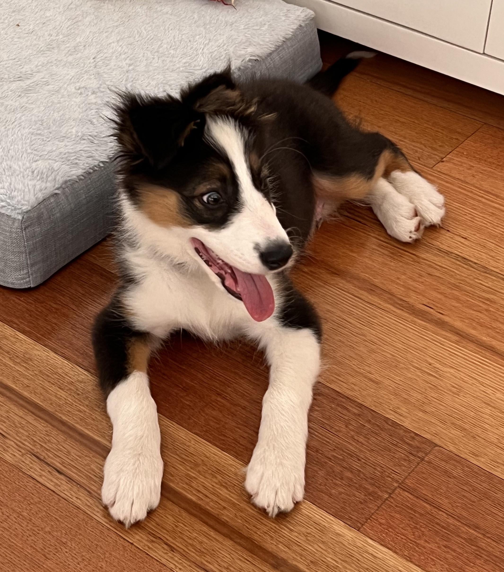 When Can I Run With My Border Collie Puppy