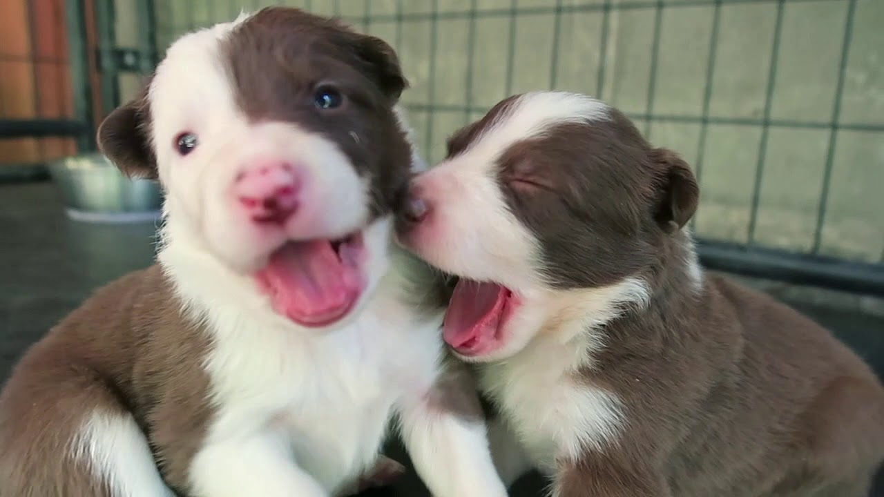 When Do Border Collie Puppies Open Their Eyes