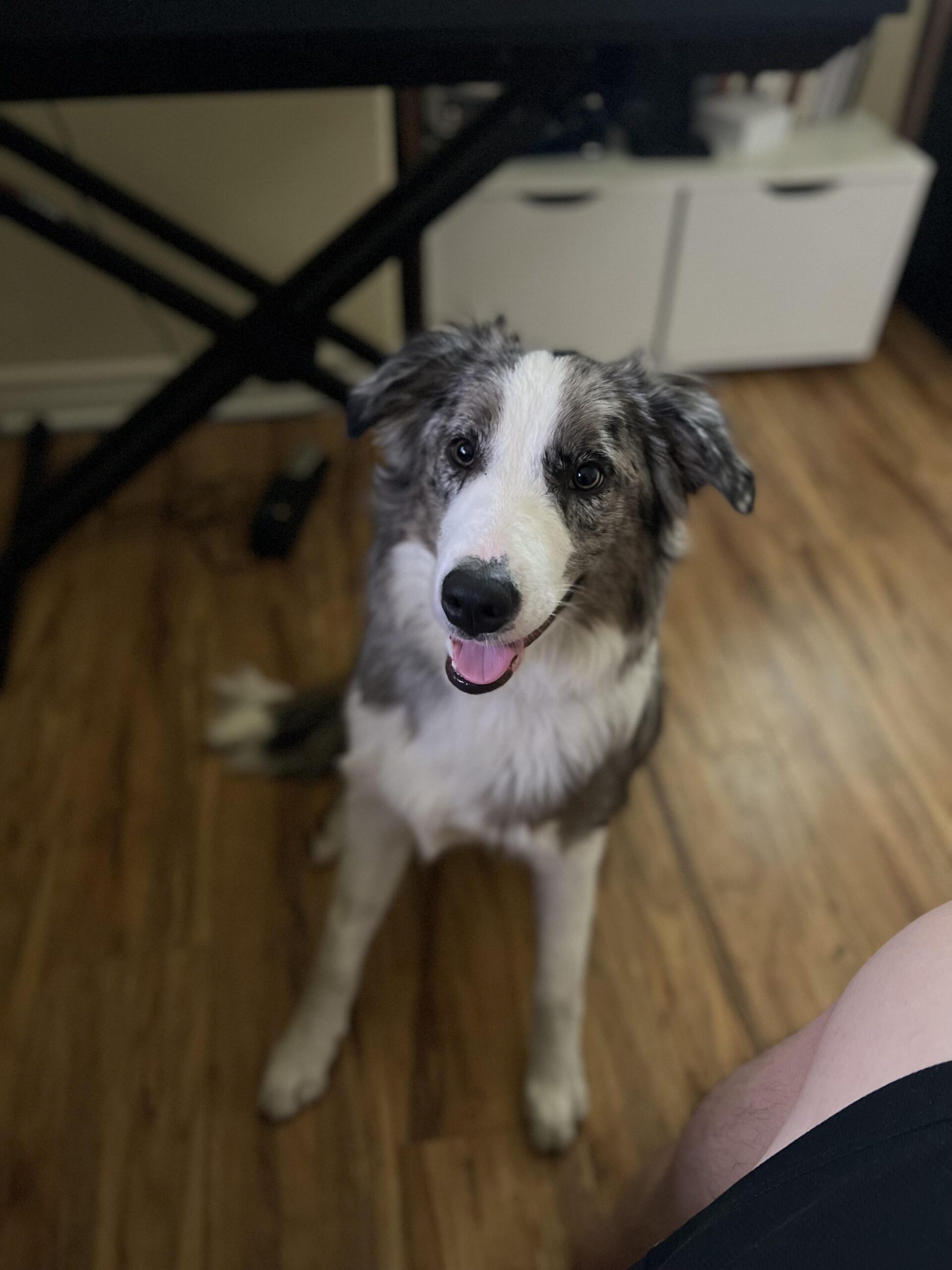 When Do Border Collie Puppy Ears Stand Up