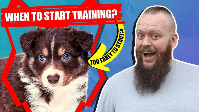 When Should I Start Training My Border Collie Puppy