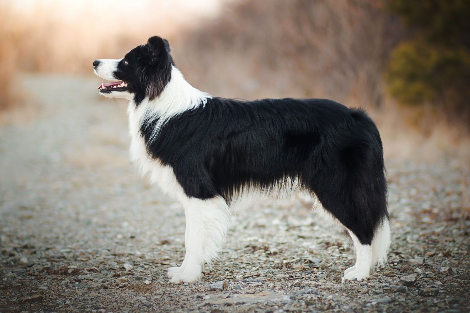 Where Do Border Collie Dogs Originated from