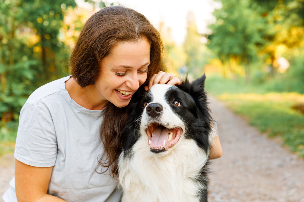 Where Do Border Collies Like to Be Petted: Top Spots They Love