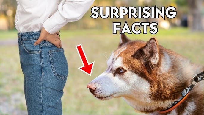 Why Do Border Collies Lick So Much: Unveiling the Surprising Reasons