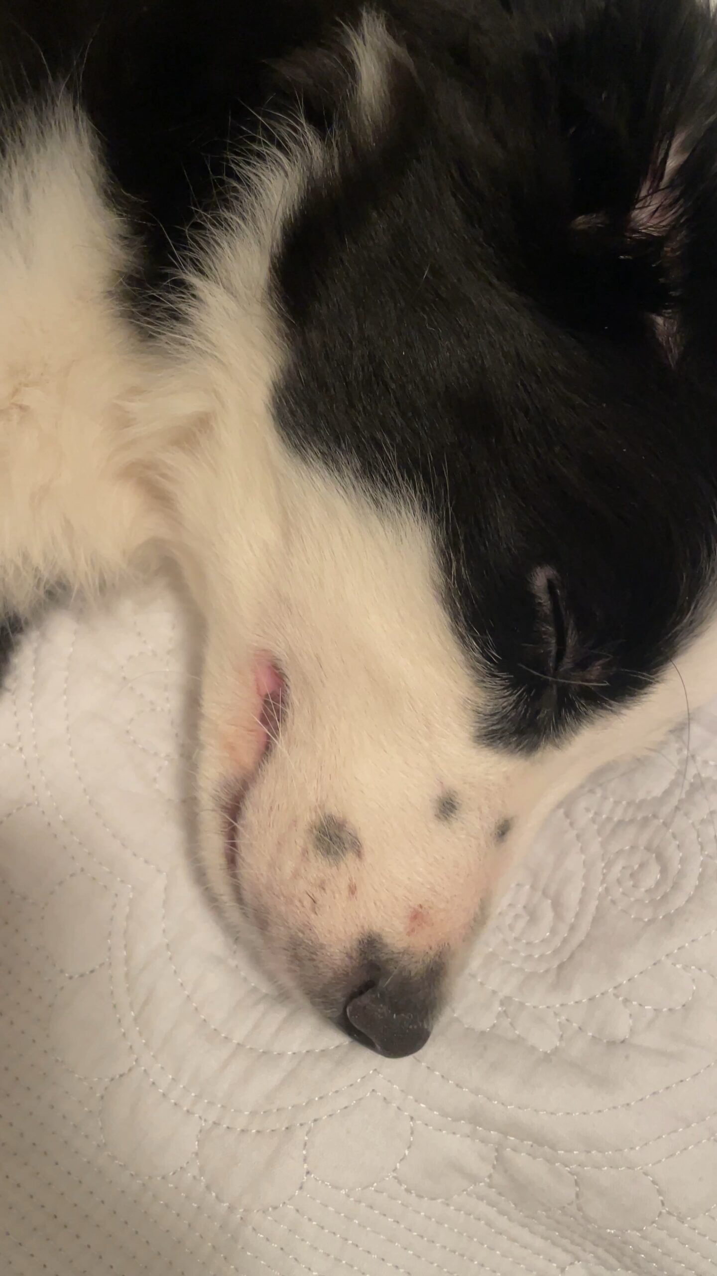 Why is My Border Collie Puppy Breathing Fast