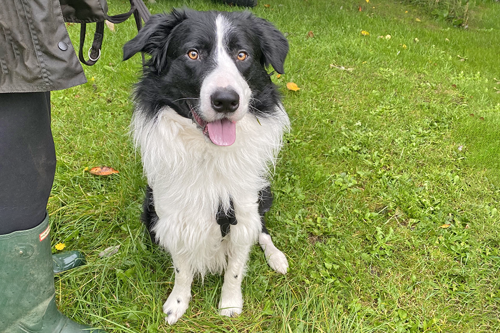 Why is My Border Collie Puppy So Aggressive