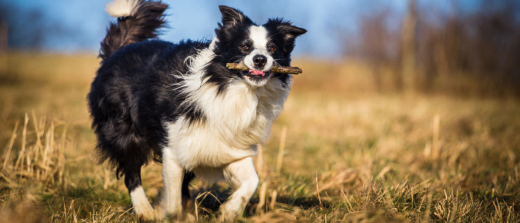 Will a Border Collie Protect You