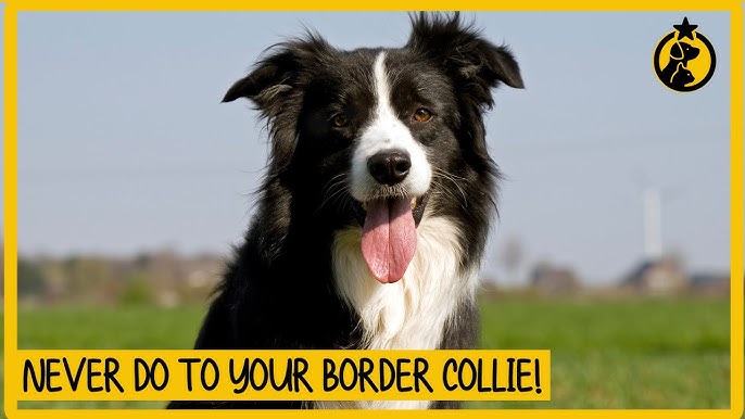 5 Things You Must Never Do to a Border Collie