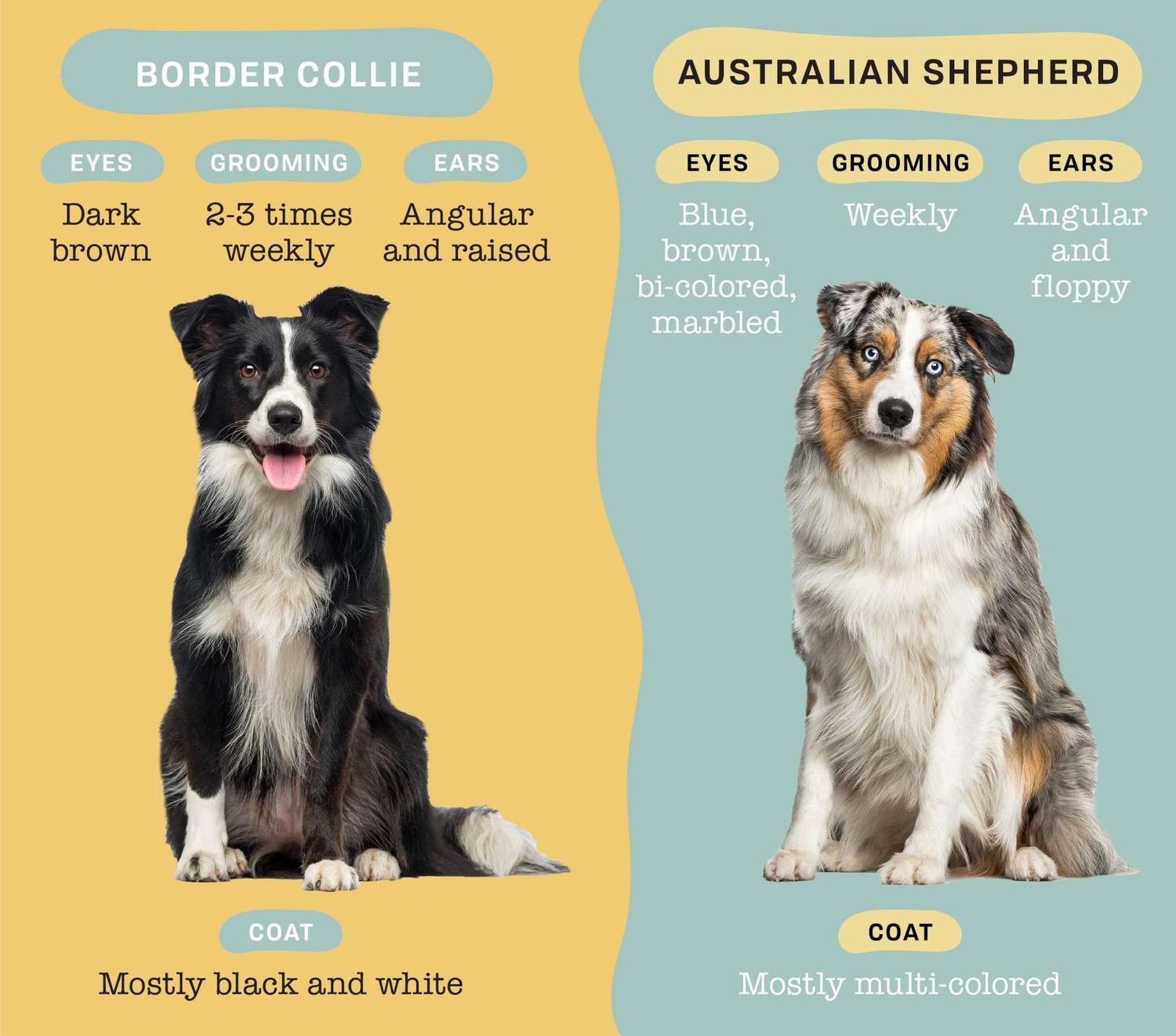 Are Australian Shepherds Bigger Than Border Collies​