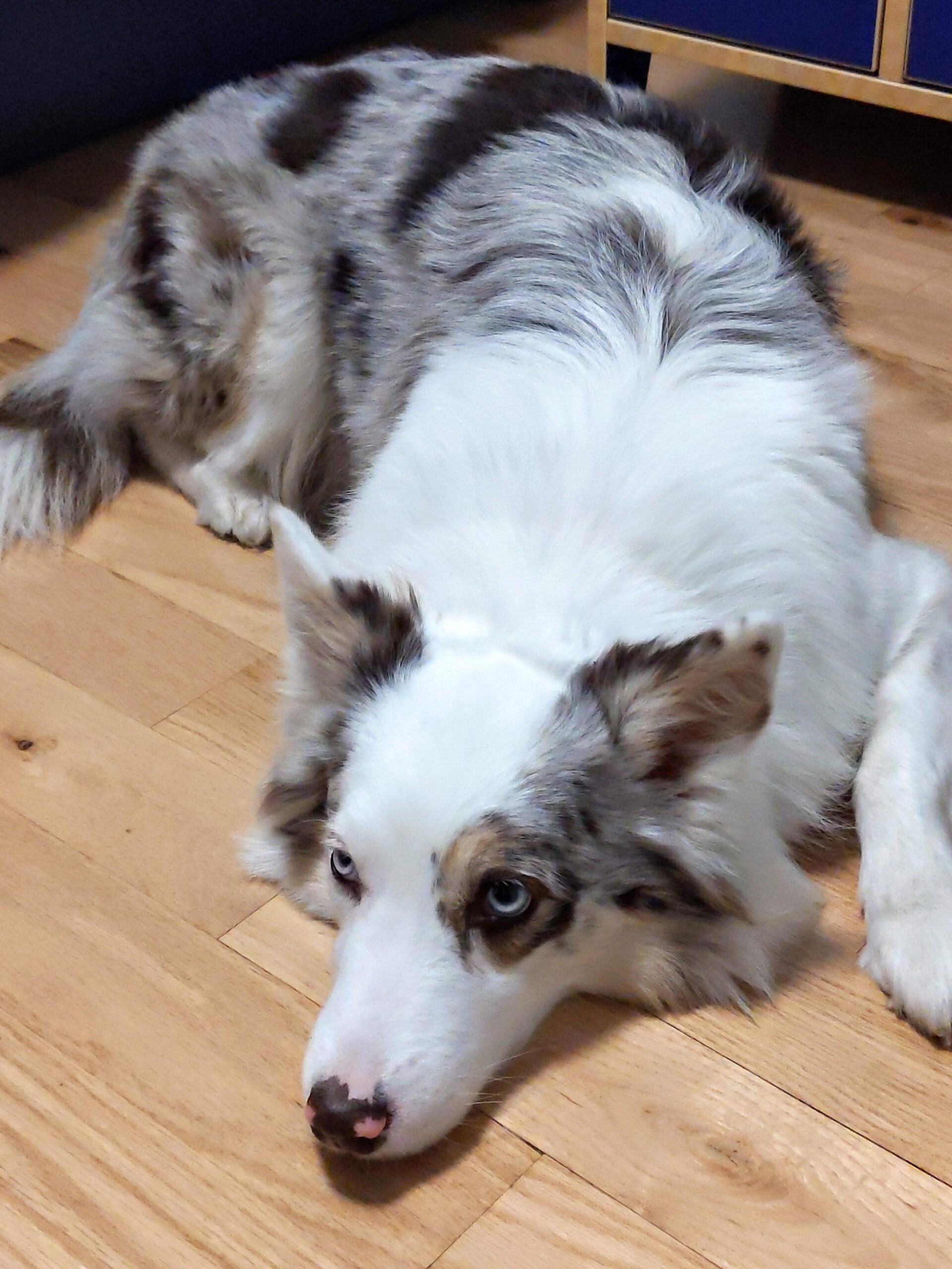 Are Blue-Eyed Border Collies Rare​