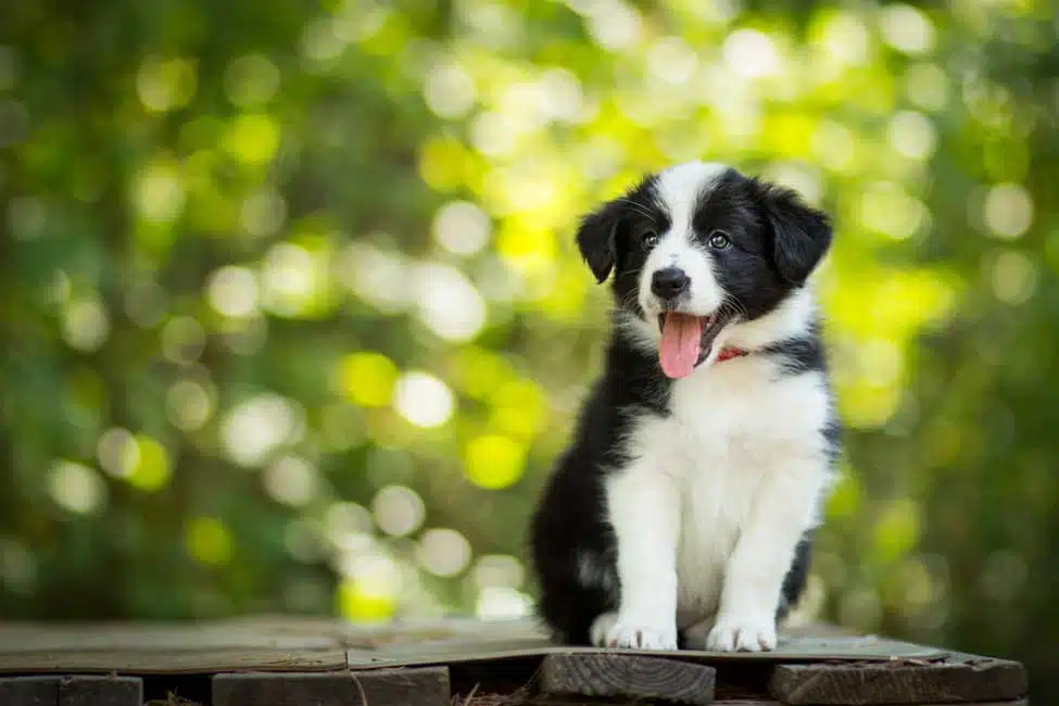 Are Border Collies Allergy Friendly​