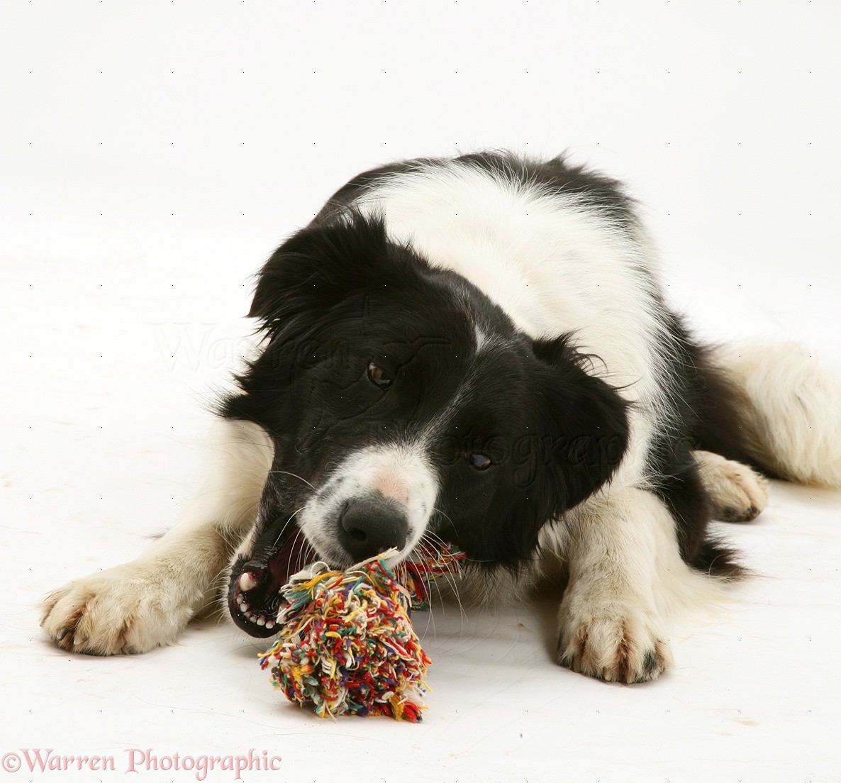 Are Border Collies Chewers