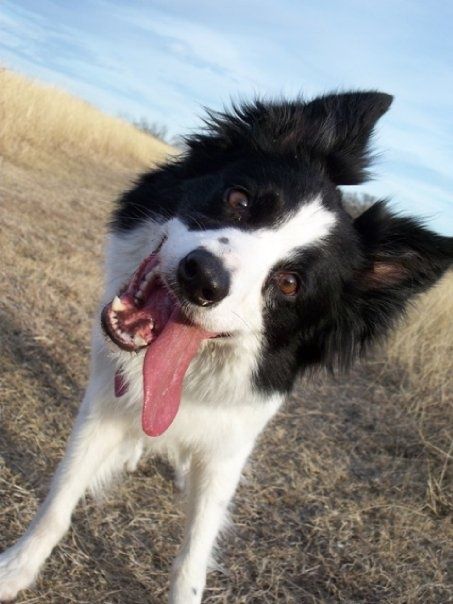 Are Border Collies Crazy​