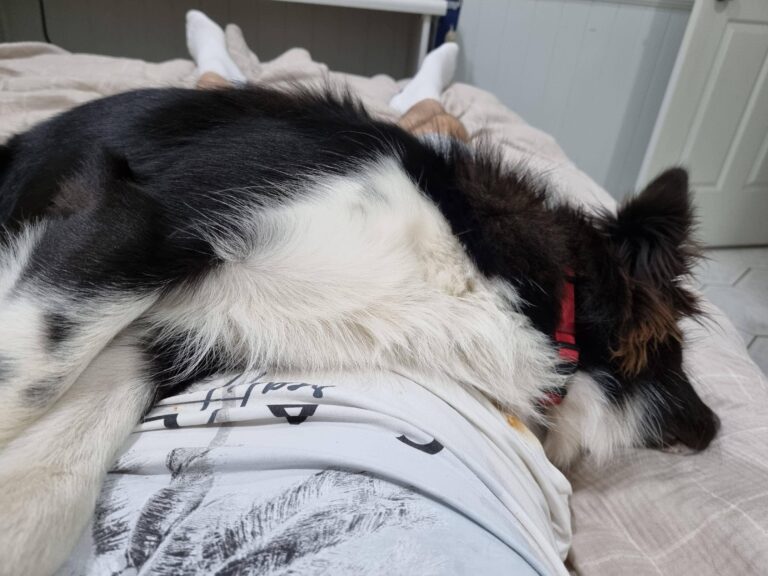 Are Border Collies Cuddlers