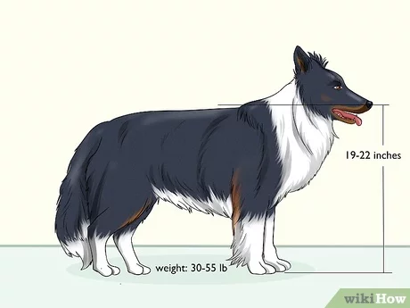 Are Border Collies Deep Chested