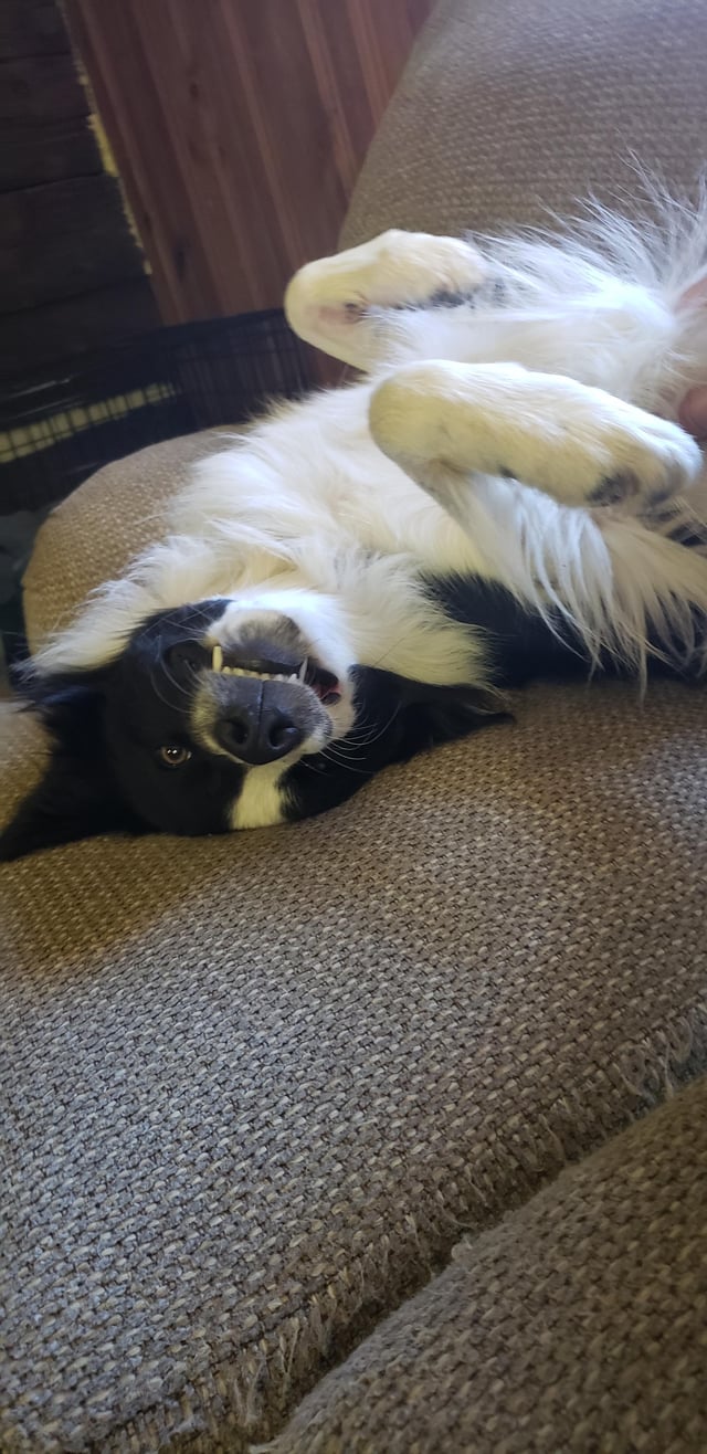 Are Border Collies Food Motivated