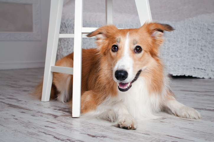 Are Border Collies Good for Apartments