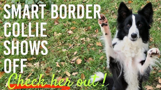 Are Border Collies Good off Leash​