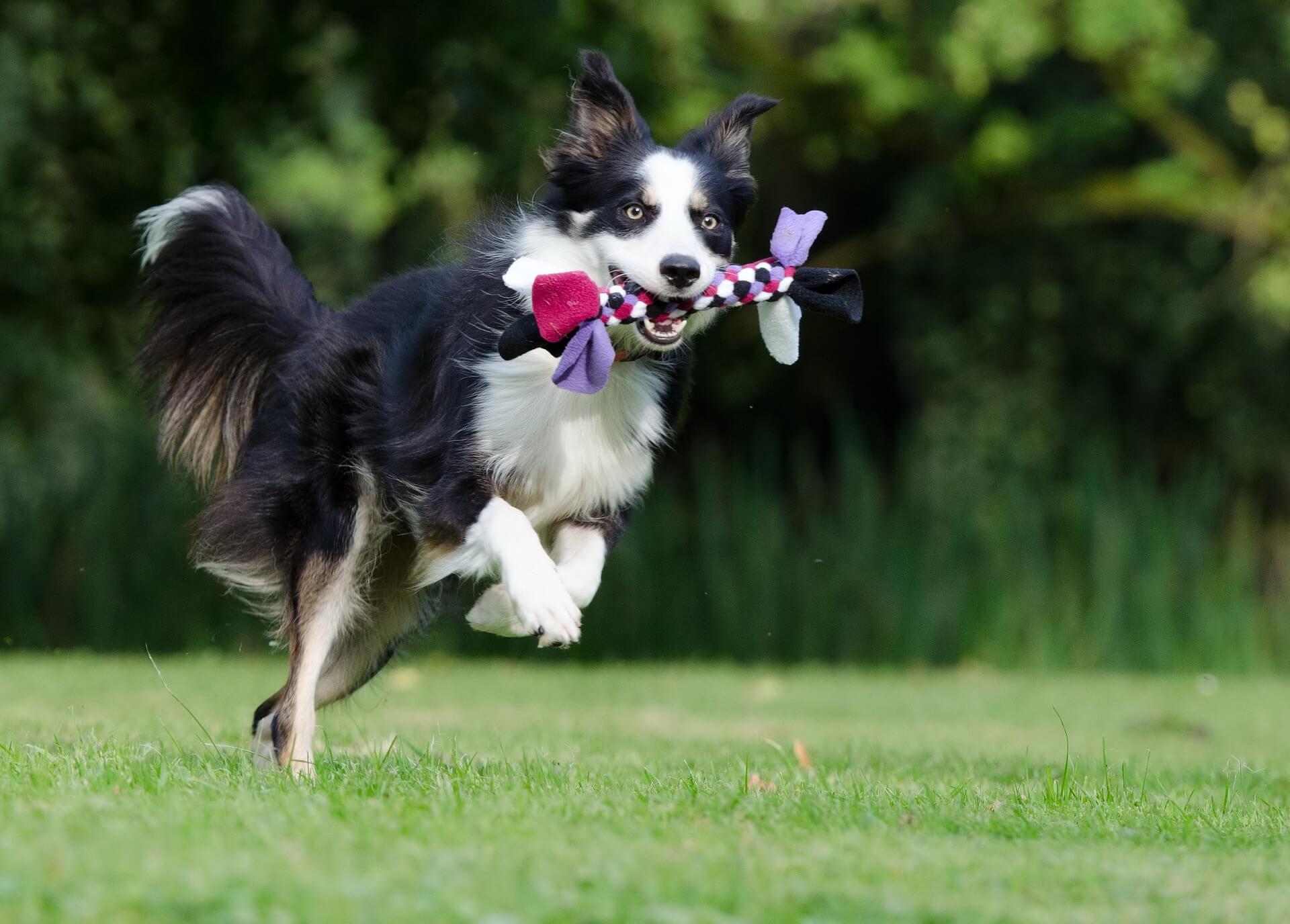 Are Border Collies Good Therapy Dogs