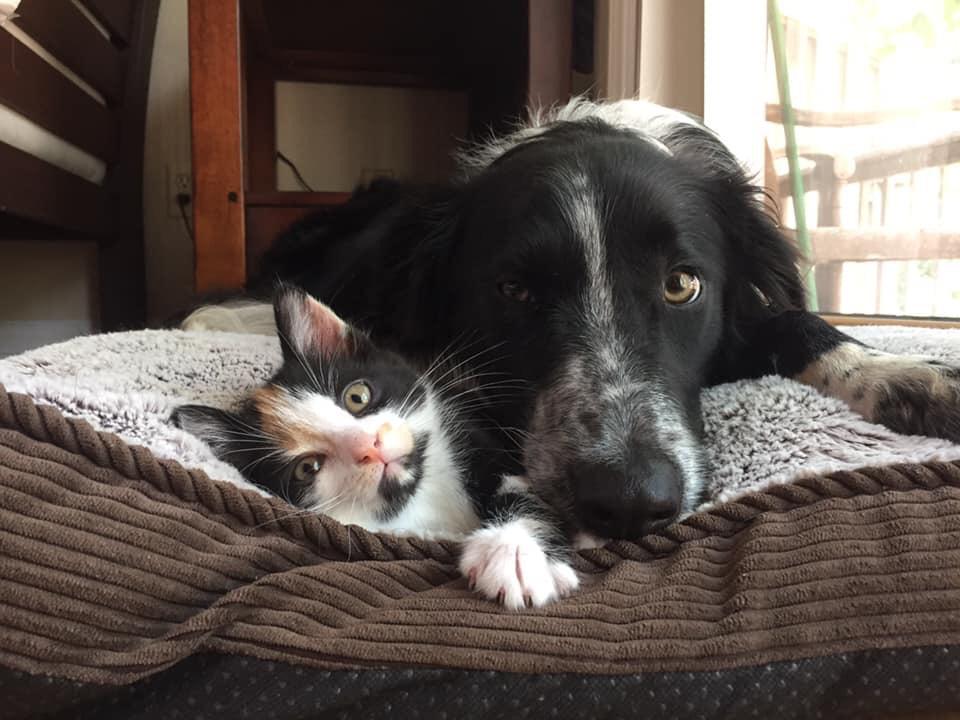 Are Border Collies Good With Cats