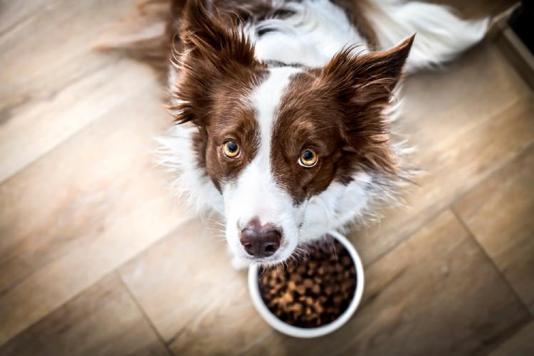 Are Border Collies Lactose Intolerant​