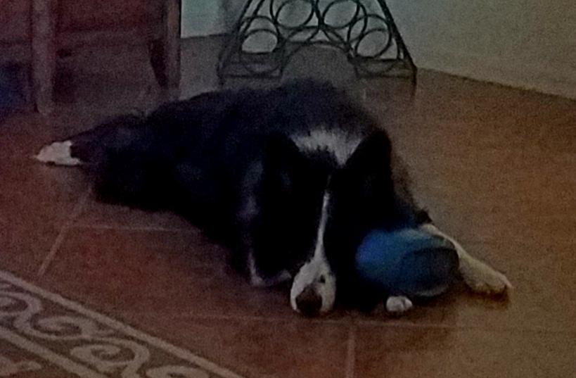 Are Border Collies Prone to Seizures​