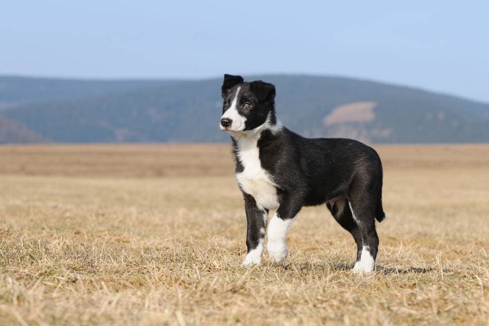 Are Border Collies Protective Dogs