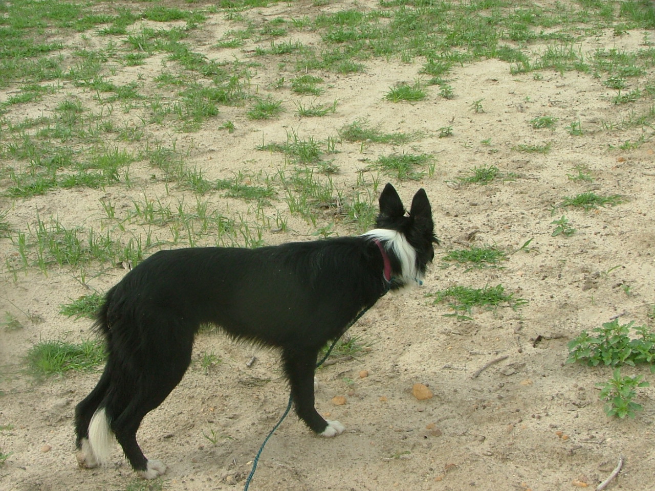 Are Border Collies Supposed to Be Skinny