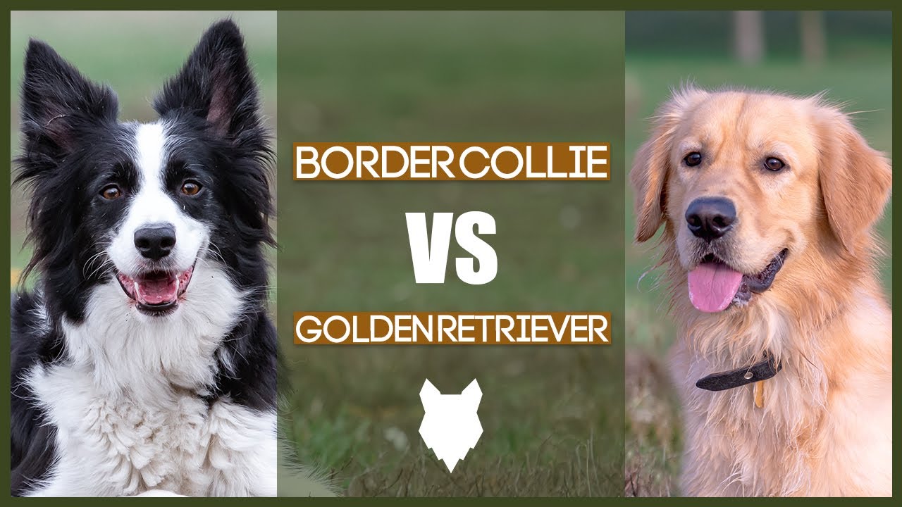 Border Collie Vs Golden Retriever