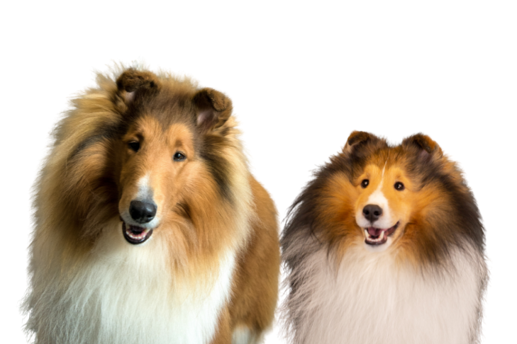 Collie Vs Border Collie Vs Sheltie