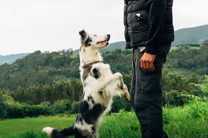 Do Border Collies Choose One Person?