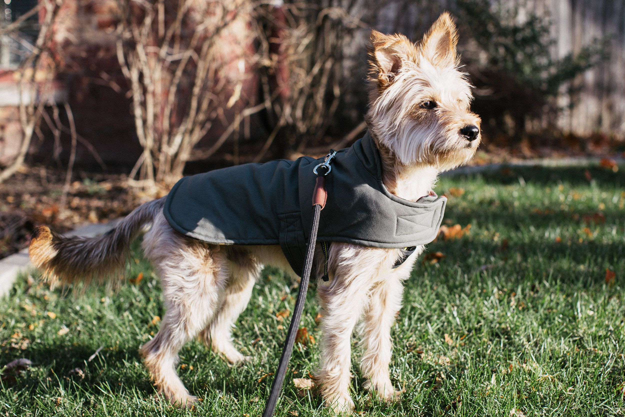 Do Border Collies Need Jackets​