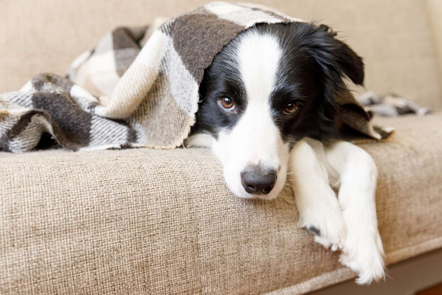 Do Border Collies Scare Easily?