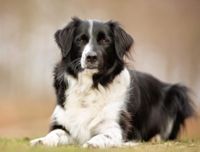 How Much Should I Pay for a Border Collie Puppy?