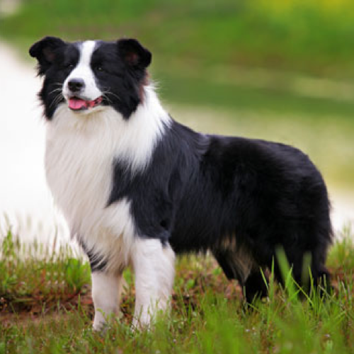 How to Groom a Rough Coat Border Collie