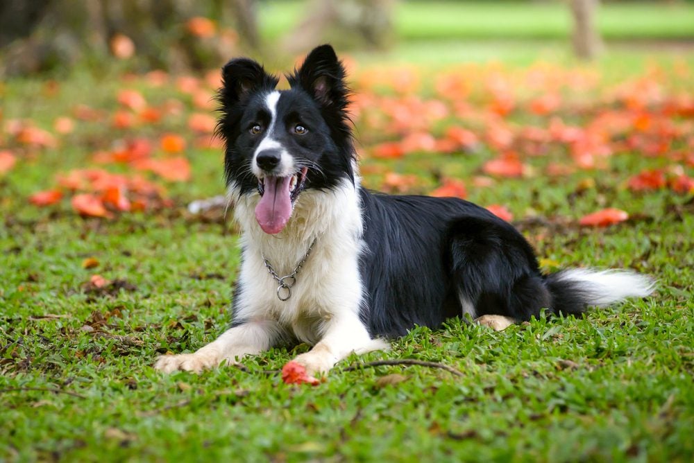 How to Train a Border Collie Lab Mix Puppy​