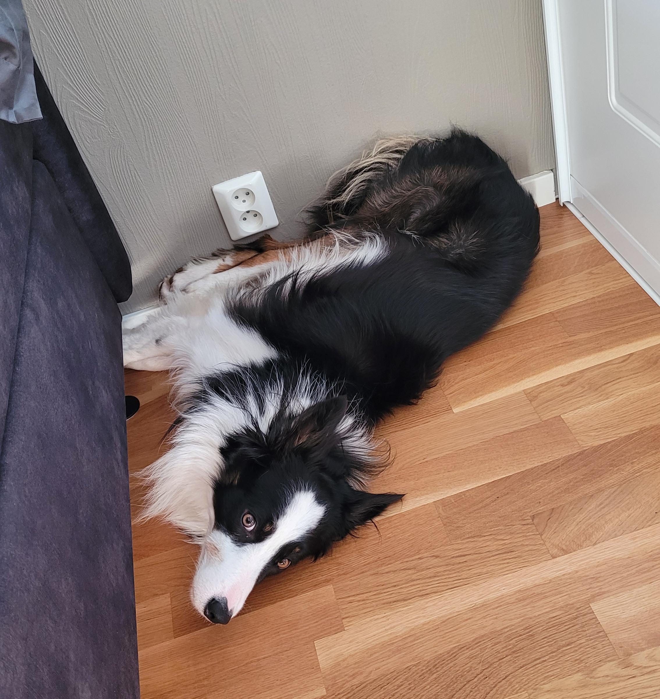 Should I Sleep With My Border Collie?