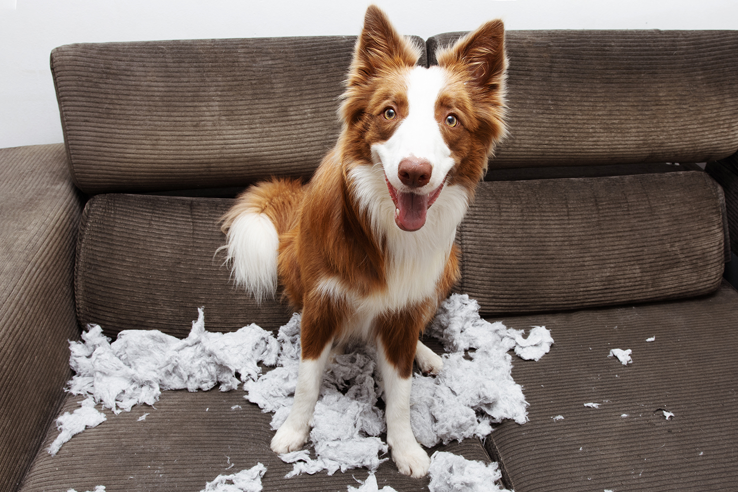 What are the Behavioral Issues of a Border Collie?