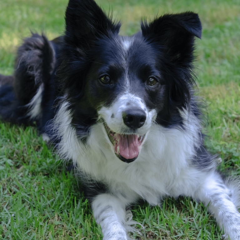 What are the Pros And Cons of a Border Collie?